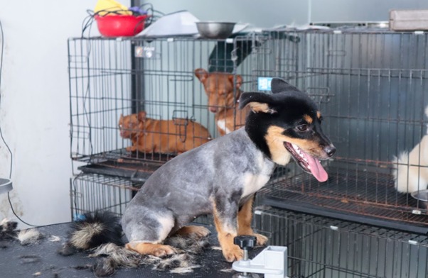 Dây chằng chéo trước còn được biết đến với tên gọi dây chằng chéo sọ