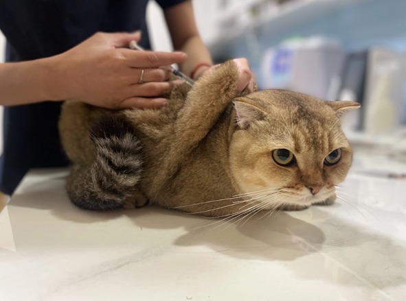 Dạy mèo thói quen không ăn đồ linh tinh