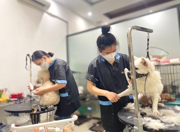 Đeo vòng cổ bảo vệ để chó không tự làm tổn thương