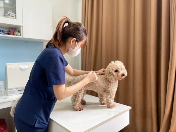Sông Hàn Pet - Địa chỉ có cách chữa chó bị viêm tai hiệu quả