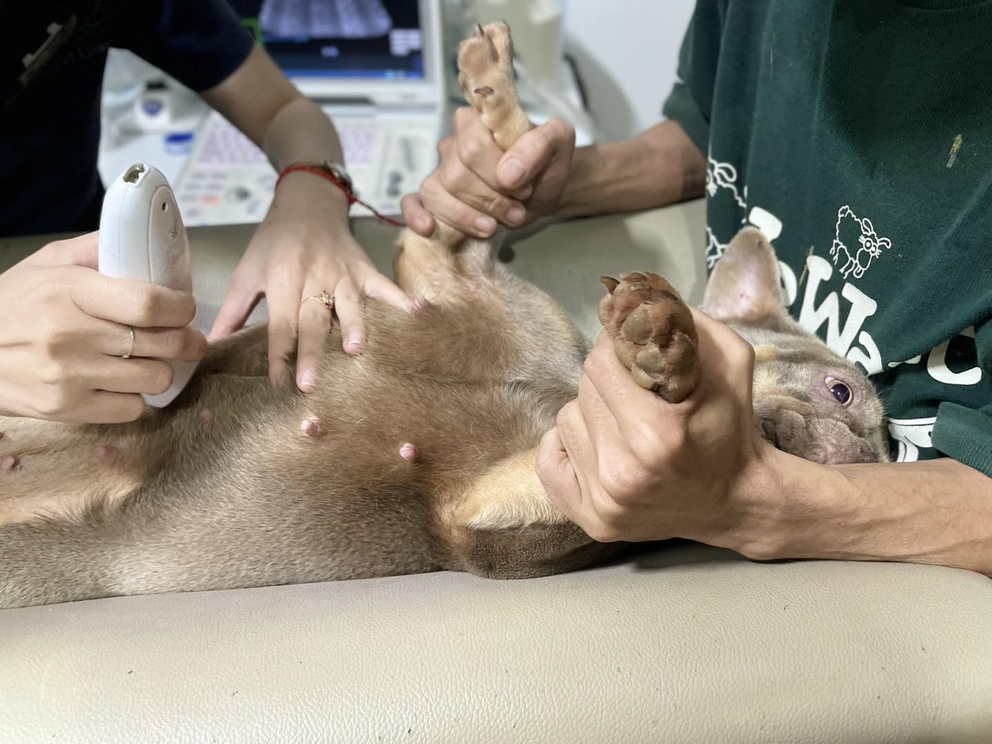 Điều trị chó bị thiếu máu phụ thuộc vào nguyên nhân cụ thể