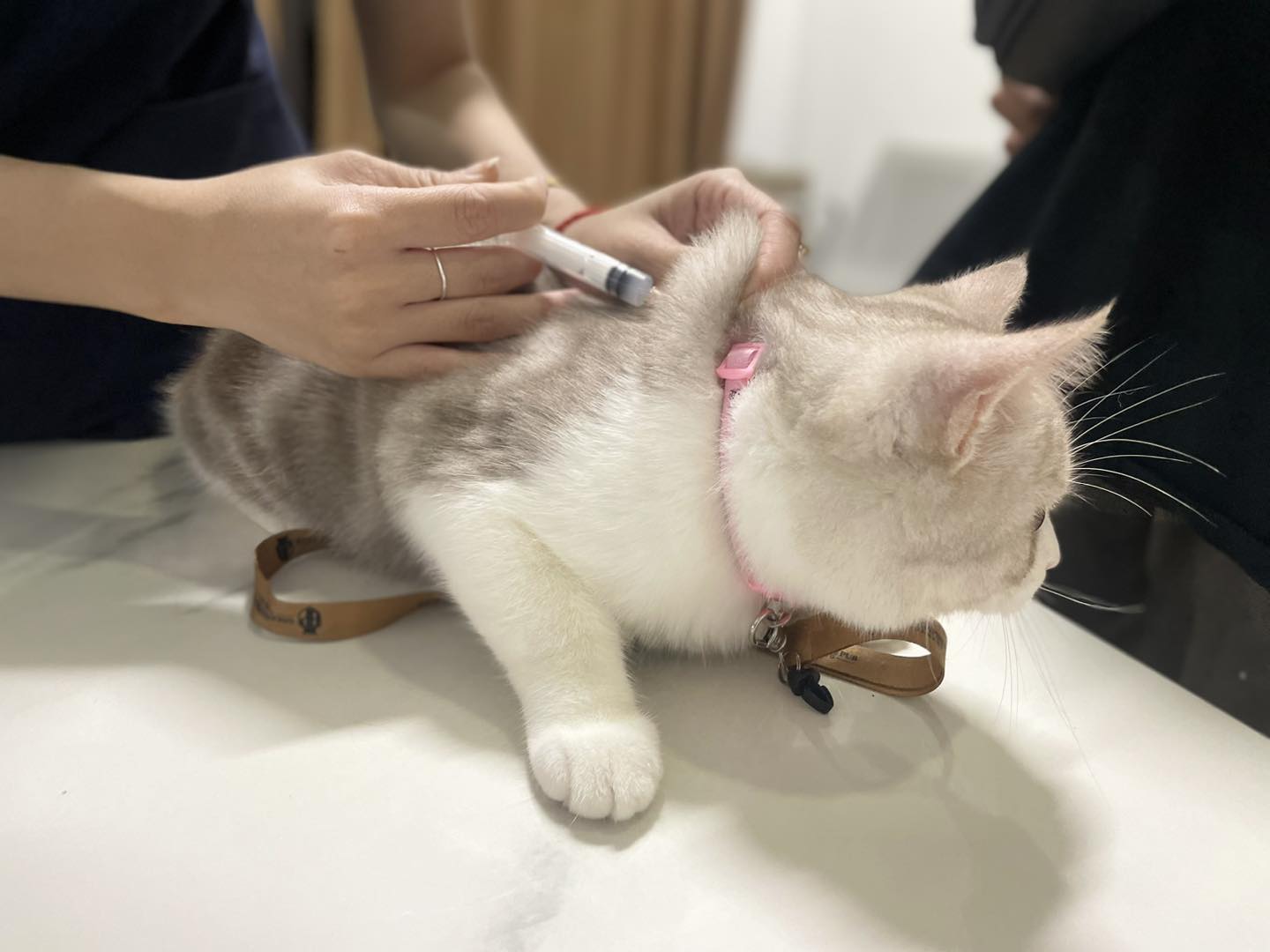 Điều trị mèo bị viêm loét miệng bằng thuốc