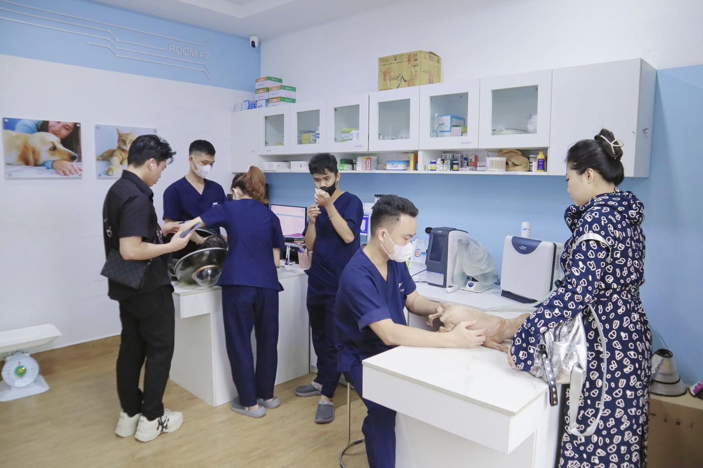 Điều trị thoát vị ở chó