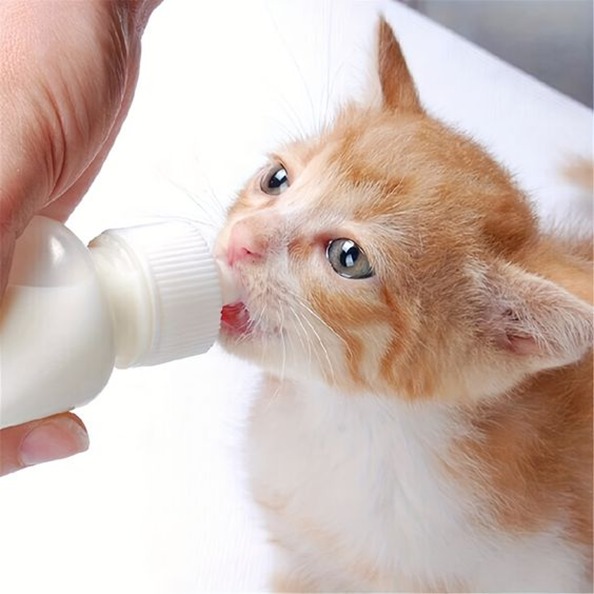 Do mèo thiếu nước, chất điện giải