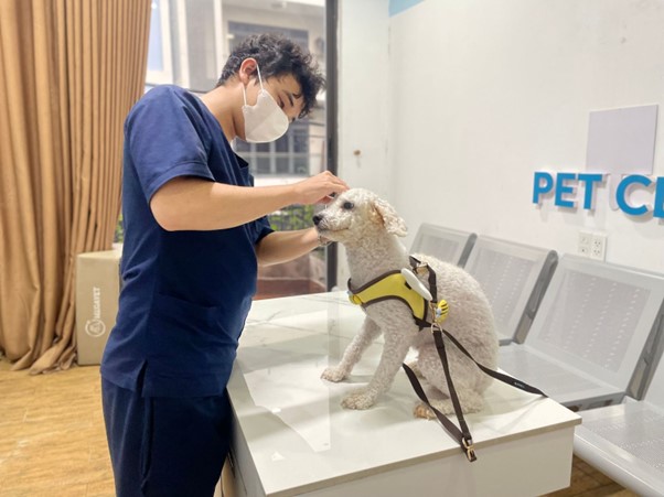 Đưa chó đến Sông Hàn Pet để chẩn đoán bệnh viêm tai