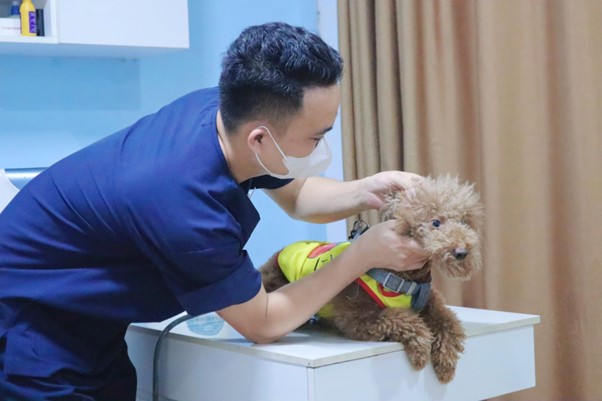 Đưa chó đến Sông Hàn Pet để được điều trị