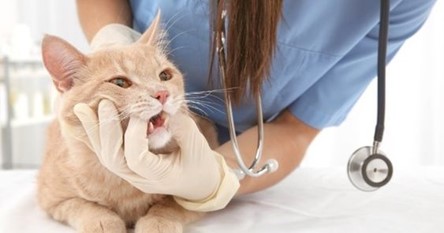 Đưa mèo bị động kinh tới chỗ bác sĩ thú y