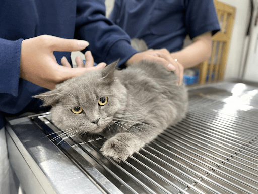 Mèo bị ngộ độc thực phẩm: Dấu hiệu, cách điều trị khẩn cấp