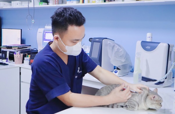 Đưa mèo đến bác sĩ thú y