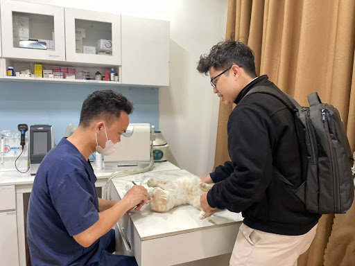 Viêm dạ dày ở mèo nguyên nhân do đâu? Dấu hiệu & cách điều trị