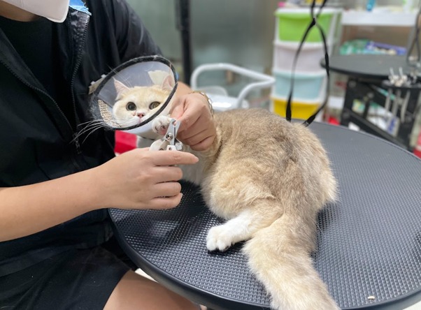 Dung dịch xịt tạo bọt có tác dụng khử mùi
