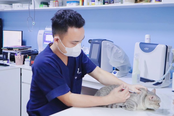 Dùng thuốc điều trị cho mèo liệt hai chân sau