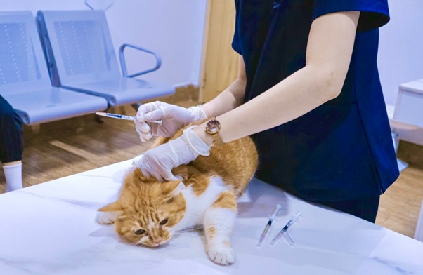 Đuôi yếu do bệnh lý hoặc dị ứng