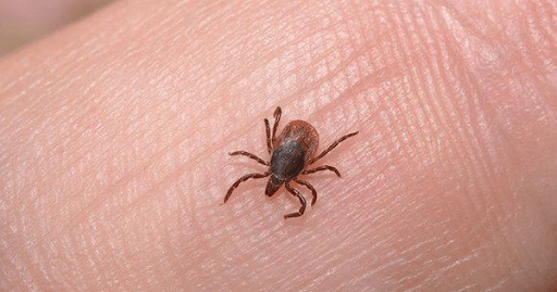 Đường lây truyền chính của babesia trên chó là qua vết cắn của ve nhiễm bệnh