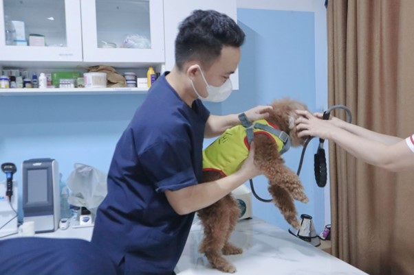 Chó bị gãy móng chân: Nguyên nhân, dấu hiệu và cách xử lý tại nhà