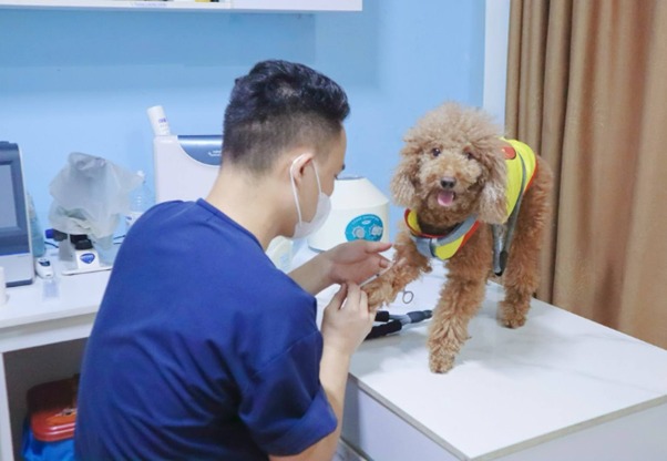 Hội chứng Cushing tự nhiên