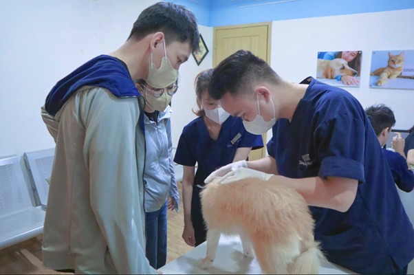 Khi nào cần bó bột cho chó?