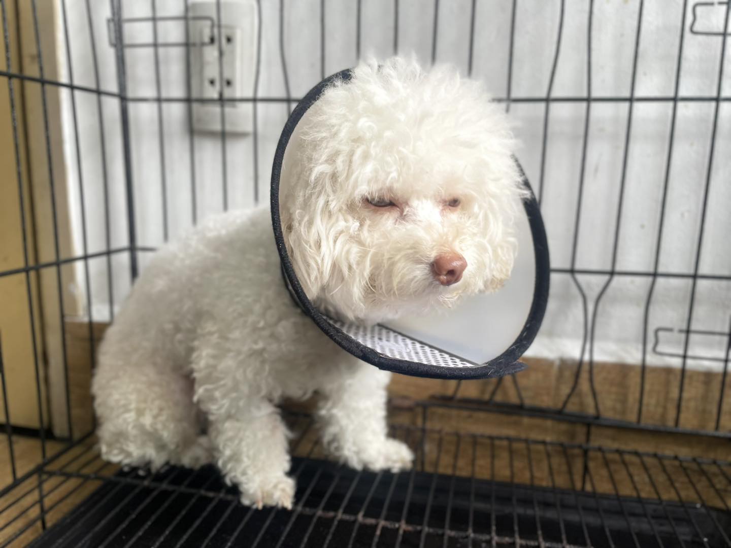 Làm sao để biết chó bị thiếu máu
