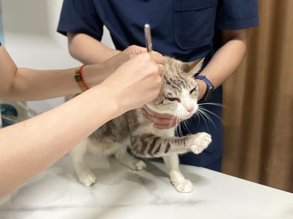 Mèo bị gãy móng chân có sao không? Cách xử lý như thế nào?