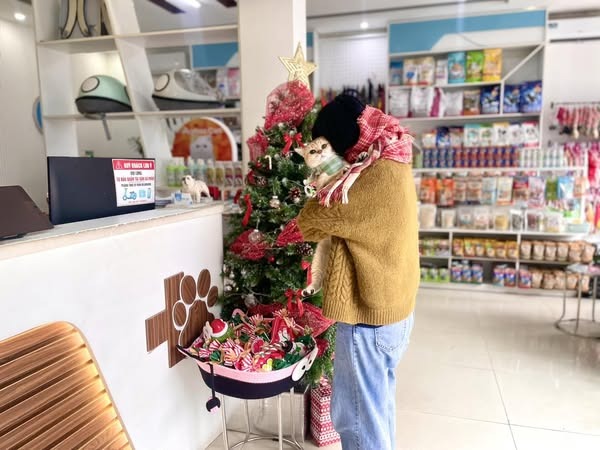 Mèo bị hen suyễn có lây sang người không?