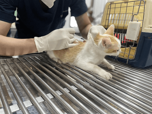 Mèo bị rụng râu có sao không? Nguyên nhân, dấu hiệu và cách xử lý
