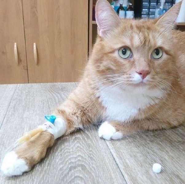 Mèo bị trúng độc