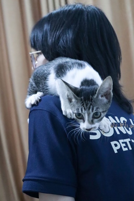 Giải đáp mèo cái có kinh nguyệt không