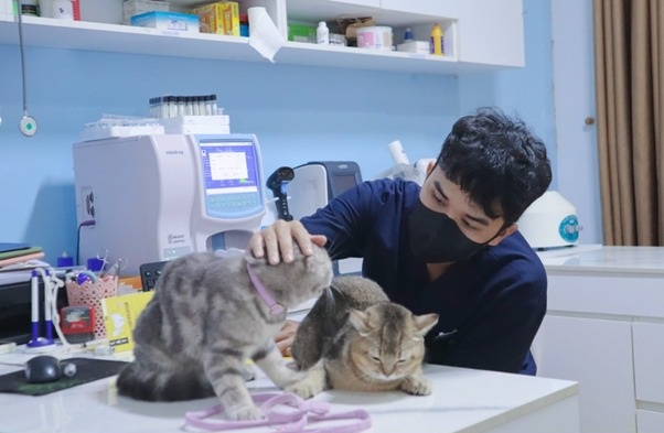 Mèo có khóc không? Cách nhận biết và nguyên nhân chủ yếu