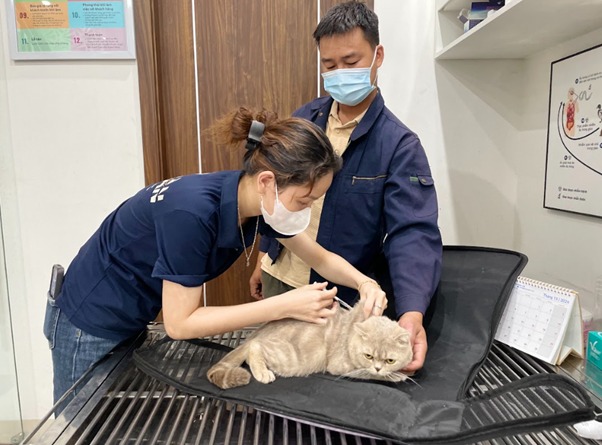 Mèo phản ứng khi bị đụng vào vùng nhạy cảm