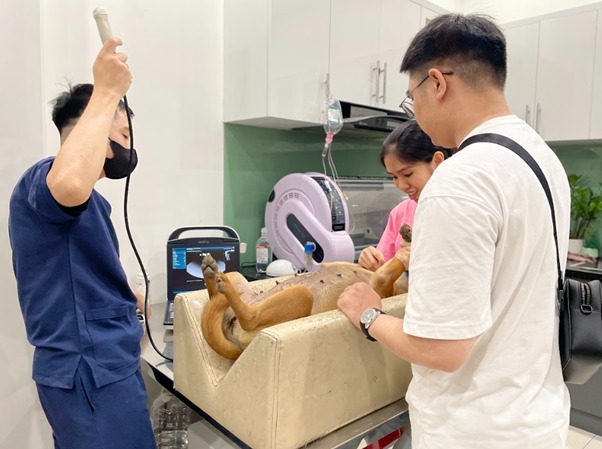 Mẹo phòng ngừa giun tóc ở chó hiệu quả nhất