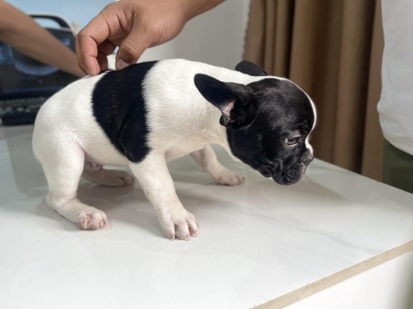 Cách nhận biết chó bị táo bón và chữa trị hiệu quả