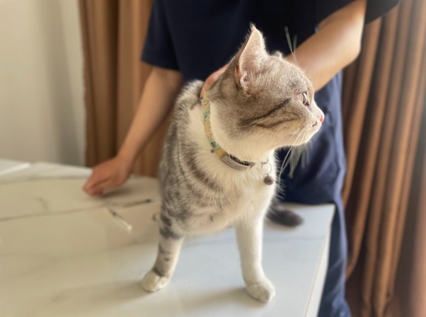Các loại bệnh liên quan đến đệm thịt ở chân mèo có thể bạn chưa biết