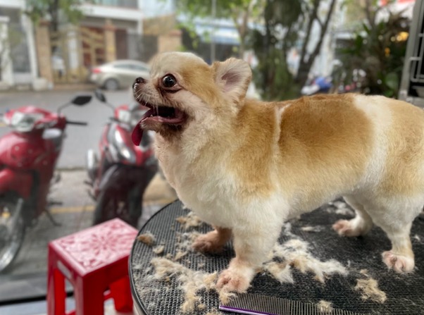 Nguyên nhân chính khiến chân chó bị sưng phù