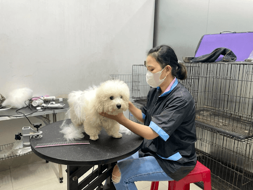 Nguyên nhân khiến chó bị viêm tủy xương
