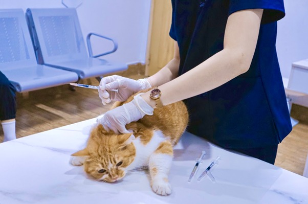 Nguyên nhân khiến mèo bị sặc nước