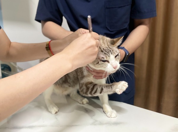 Dấu hiệu mèo con bị sặc sữa vào phổi chủ nhân cần biết để phòng