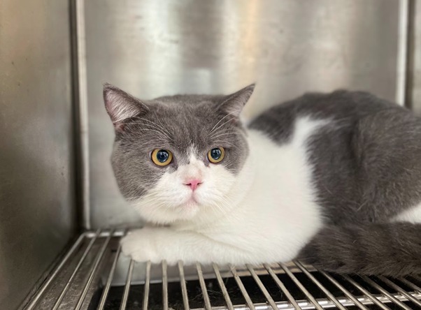 Mèo bị đau bụng do bệnh búi lông (Hairballs)