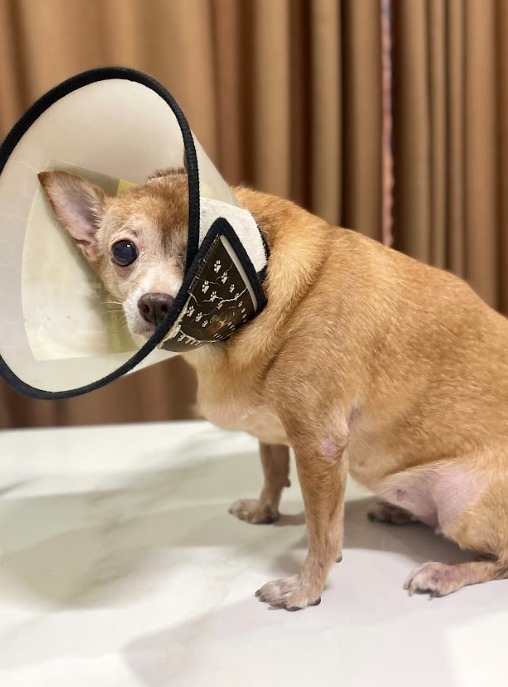 Những bệnh tiềm ẩn do chó béo phì kéo dài
