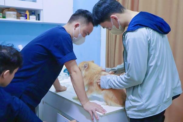 Những dấu hiệu thường thấy khi chó bị tim to