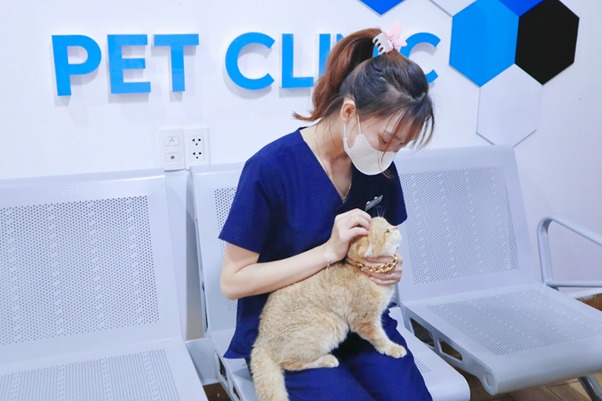 Những điều cần lưu ý trong cách vệ sinh răng cho mèo
