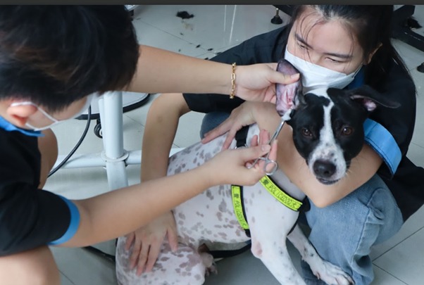 Những tình trạng sức khỏe phổ biến ở chó lớn tuổi
