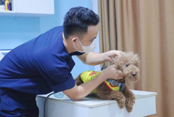 Hé lộ một số bệnh lý liên quan đến đệm thịt ở chân chó