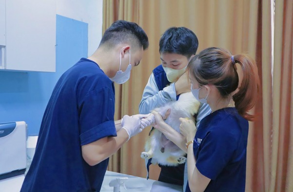Chó tự cắn chân nguyên nhân do đâu? Cách khắc phục như thế nào?