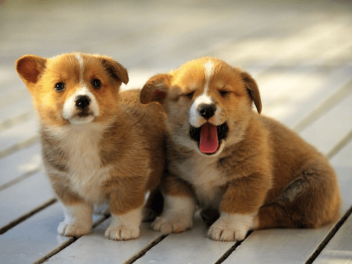 Phòng bệnh luôn tốt hơn chữa bệnh