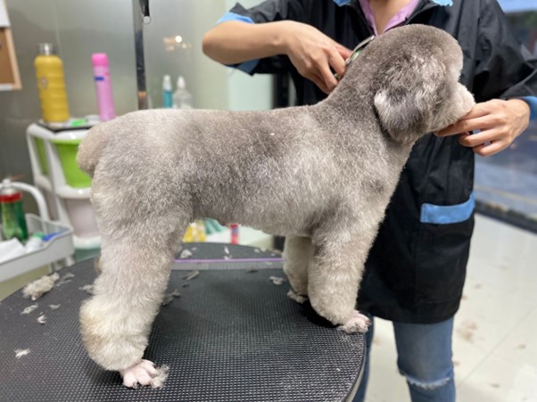 Một số biện pháp phòng ngừa bệnh viêm tai cho chó