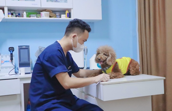 Đứt dây chằng chéo ở chó là gì? Có nguy hiểm không?