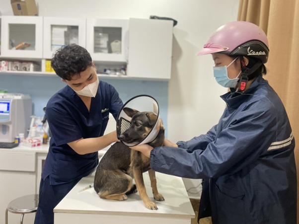 Bệnh care ở chó có lây sang người không?