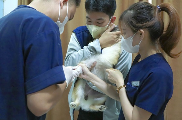 Bó bột cho chó bao nhiêu tiền? Cách chăm sóc chó bó bột