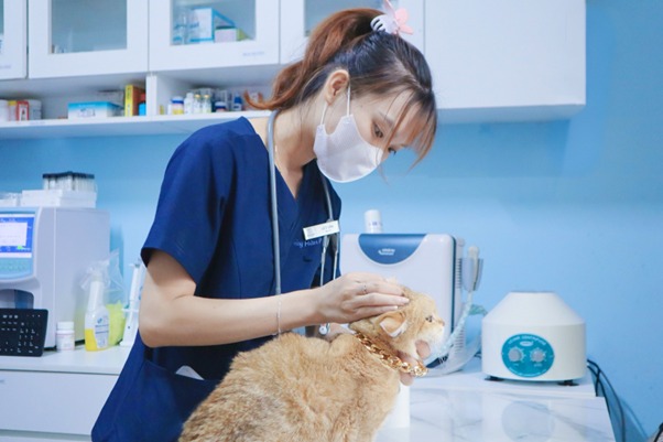 Quy trình chẩn đoán xác định tình trạng liệt hai chân sau của mèo