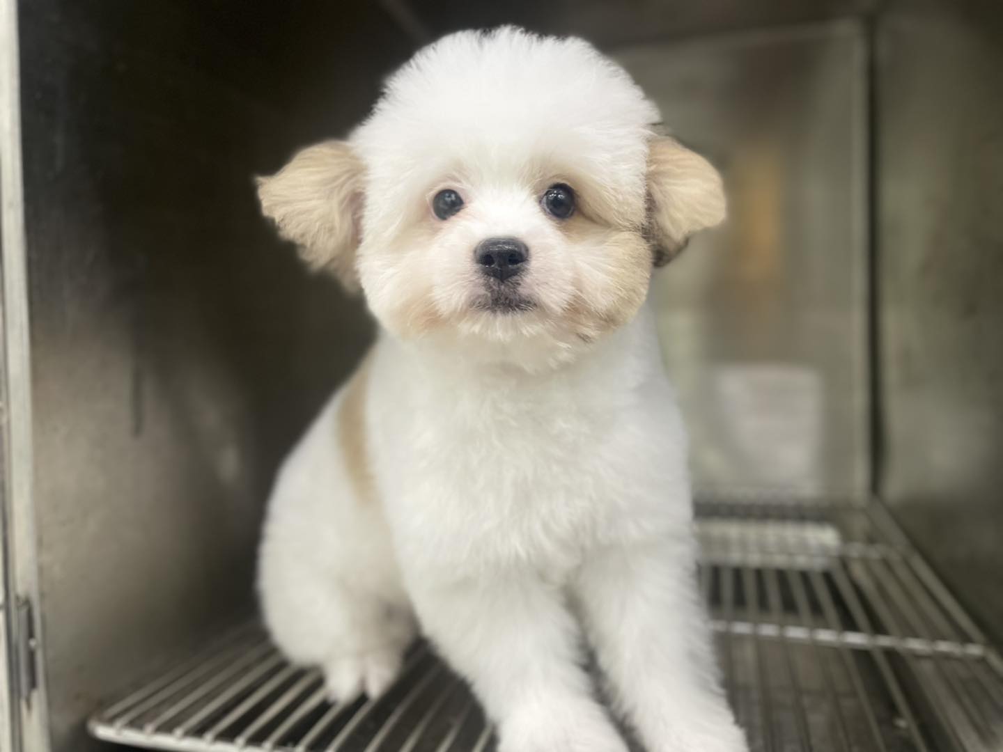 Sơ cứu chó bị sốc nhiệt chảy máu mũi